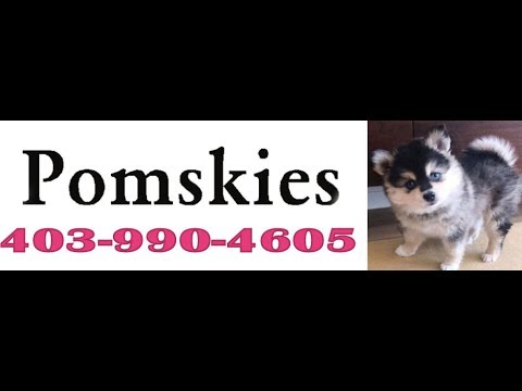 Our beautiful Adiva pomsky