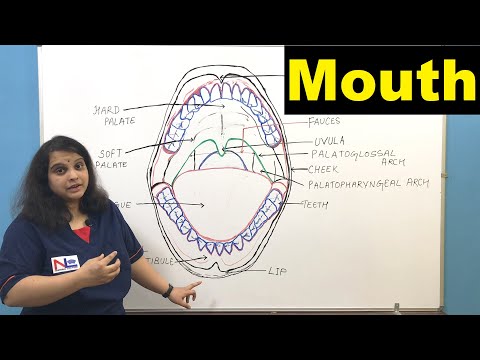 Mouth | Oral Cavity | Buccal Cavity | Digestive System - GI tract | Nursing Lecture