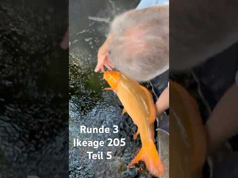 Wachstumsteich Teil 5