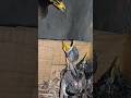 Sweet Moments With Myna Bird Babies P 10 Shorts Shortsvideo Ytshorts Trendingshorts Short