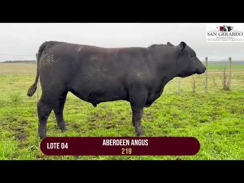 Lote 4 – Toros Angus | Remate San Gerardo –Reboledo,  Florida, 1° Octubre
