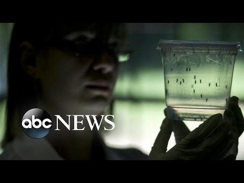 Zika Virus Expected to Spread Into the Millions