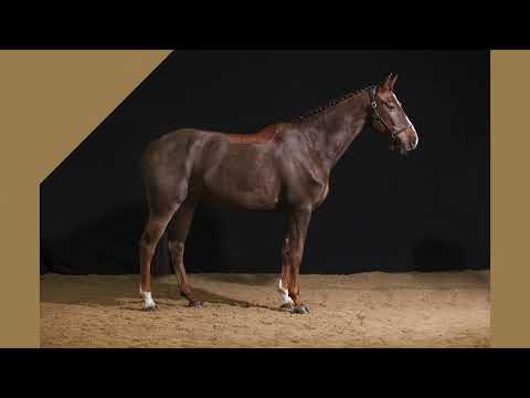 Bolesworth A-List Auction 2023 - Lot 16 : Sirius