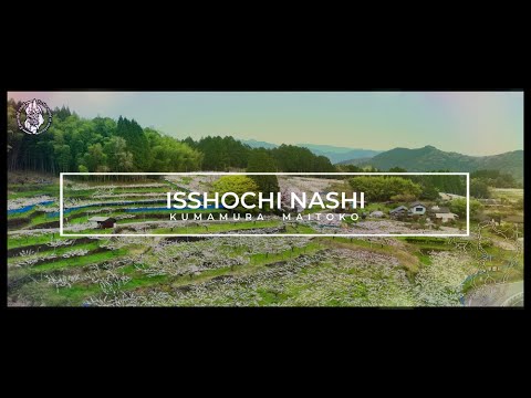 春の訪れ～R5.3.30【一勝地梨】まるで花の絨毯☆今が満開！花見ドライブに是非、球磨村へ(^^)/