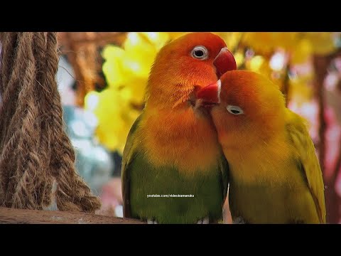 Lovebirds Sounds: Yellow Pastel - Male and Female