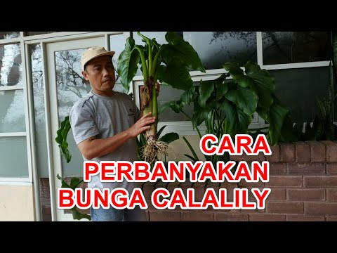 , title : 'Tips Menanam Dan Memperbanyak Bunga Calalily / Zantedeschia Aethiopica