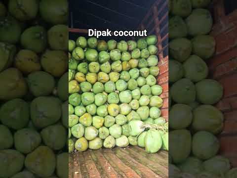 Solid whole pure natural green coconut, coconut size: large