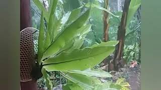 Download lagu Story wa banyu langit mp3