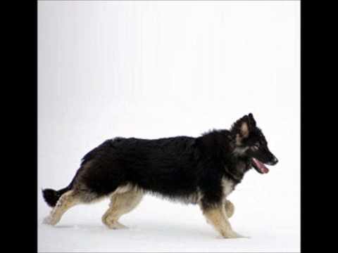 Shiloh Shepherd