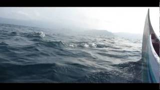 preview picture of video 'Kiluan Dolphin'