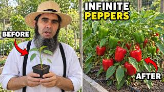 Do This NOW and Your Peppers Will KEEP Producing!
