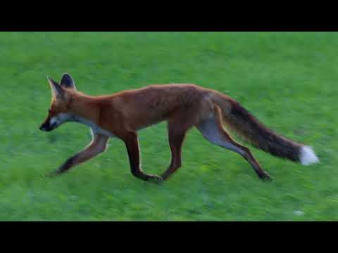 Fox Trot