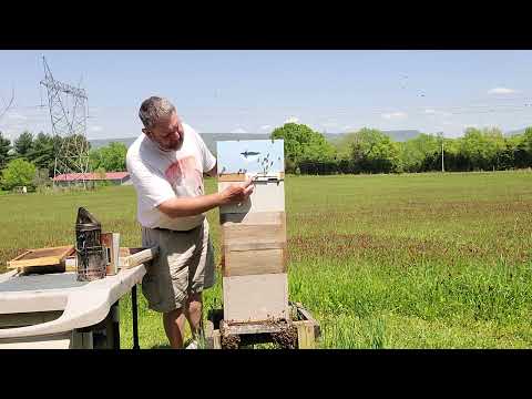 Double screen board for More Honey & Splitting the colony. Some call it a Snelgrove Board