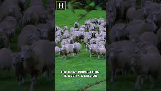 Ireland's SHOCKING Secret More Goats Than People! #shortsvideo #ireland #goat