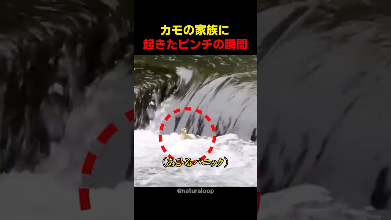 散歩中に家族と離れたアヒル