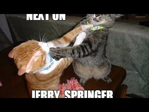 How our Cats Behave😾😼😸😺