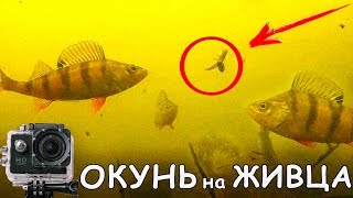 Ссылка