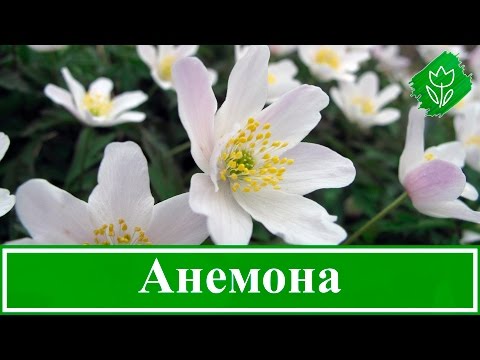 Анемона: виды, советы по уходу, посадка и варианты использования растения в ландшафтном дизайне (120 фото + видео)