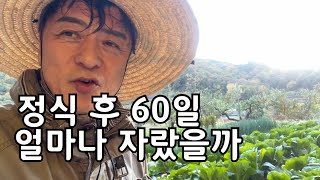 배추 정식 후 60일 /얼마나 자랐을까 /정상적으로 자란 배추 /벌레 먹은 배추 /덜 자란 배추