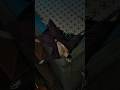 Marjaana Bpraak Marjaana Bpraak Bpraaksong Bprakstatus Hindi Song Status