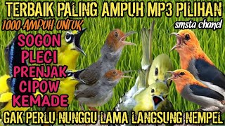 Download lagu suara pikat prenjak, sogon, pleci, cipow, kemade, terbaru mp3 Download lagu suara pikat prenjak, sogon, pleci, cipow, kemade, terbaru mp3
