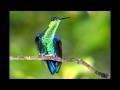 Hummingbirds and The Music of Bob Mamet ~Illinois Road~
