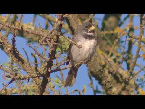Kňažík sivomodrý (Sporophila caerulescens) — starostlivosť, voliéra a kŕmenie