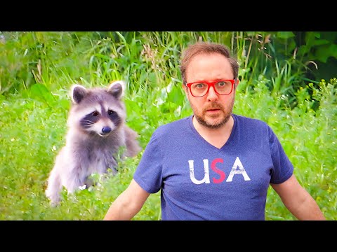 Let's Talk About American Raccoons