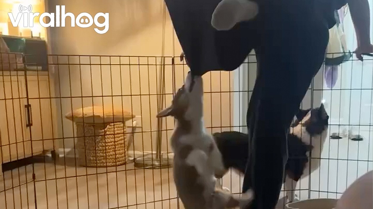 Corgi Puppy Wants to Hang Out With Mom || ViralHog