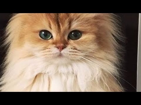 Пиар подписчеку (снежане flай)