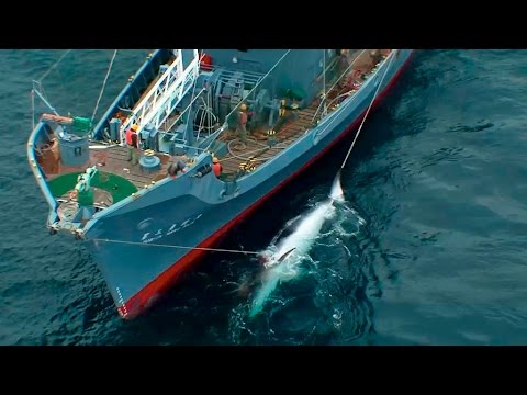 When Demand Stops Killing Will Too | Racing Extinction