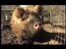 Pistoleros Films Pigs South Africa