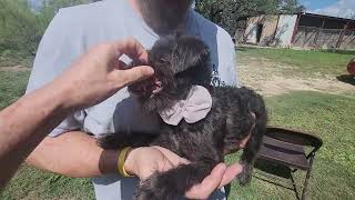Video preview image #1 Poodle (Miniature)-Unknown Mix Puppy For Sale in Bandera, TX, USA