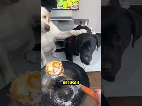 Esse cachorrinho ensinou uma lição para seu dono! fazendo todos chorarem... 🐶😭