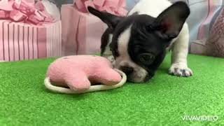 フレンチブルドッグの動画01