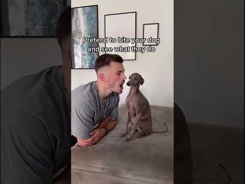 Funny and cute dogs compilation#funnydogs#cute#doglover#doglife#cure#dogshorts#pet#doglife#dogshorts