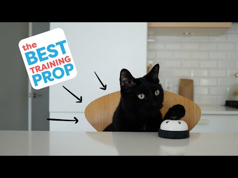 Chair Training: Five ways to use a chair to train your cat.