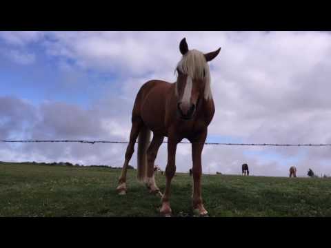 Mein Jakobsweg 2017 - Tag 24 Saint Ferme - La Reole