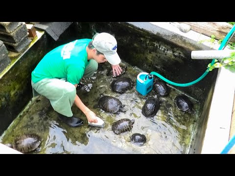 あなたの池の水は緑色ですか?こうやってきれいな水を確保します トピックス