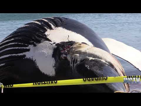 A 45ft Humback Whale beached, Sandwich, MA