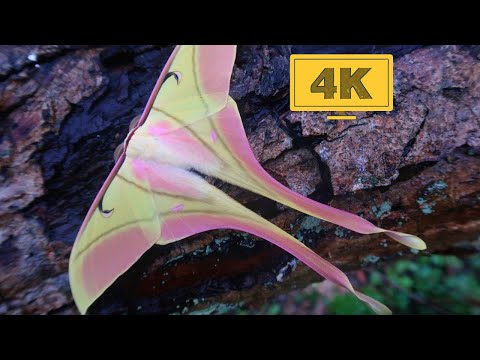 Sacred Insects: Pink Spirit Moths (Actias rhodopneuma) Moon moth - 4K Quality No