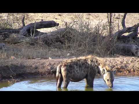Djuma: Lone Hyena enjoying a drink of water - 16:42 - 10/25/18