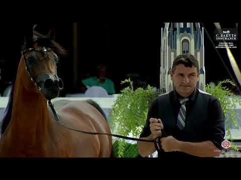 Prague  2023 Intercup   Class 11