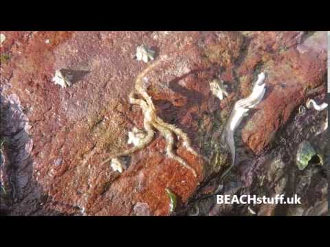 Ophiothrix fragilis
