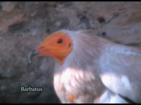 Alimoche ( Neophron percnopterus ) Egyptium vulture