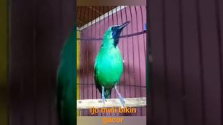 Download lagu pancingan ijo mini mp3 Download lagu pancingan ijo mini mp3