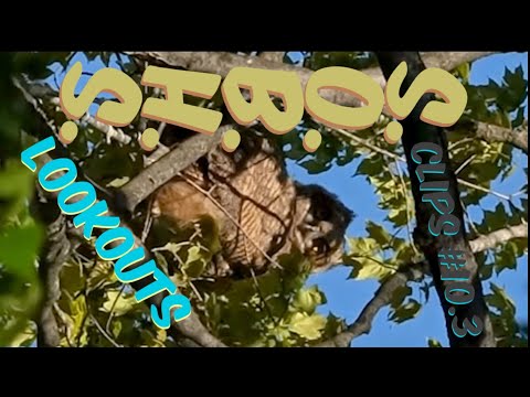 S.O.B.H.S Clips #10.3 3.5 minute version 