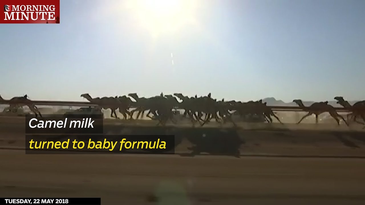 Camel milk turned to baby formula Times of Oman
