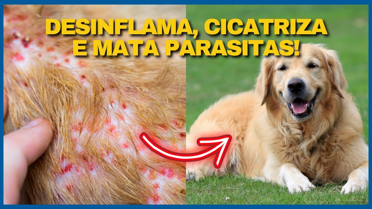 O SEGREDO CASEIRO DE TRATAR DERMATITES! USE EM CASA a Planta FANTÁSTICA na Cura das Dermatites.