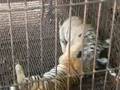 Young Tiger Cubs Simulate Fight